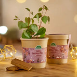 Lebkuchenbaum aus dem Becher