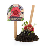 Blumenmurmel Halloween Erdbeerlolly